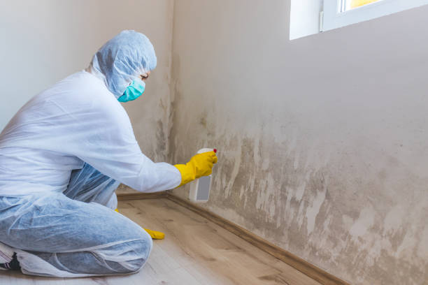 Professional mold removal team in Franklin Park